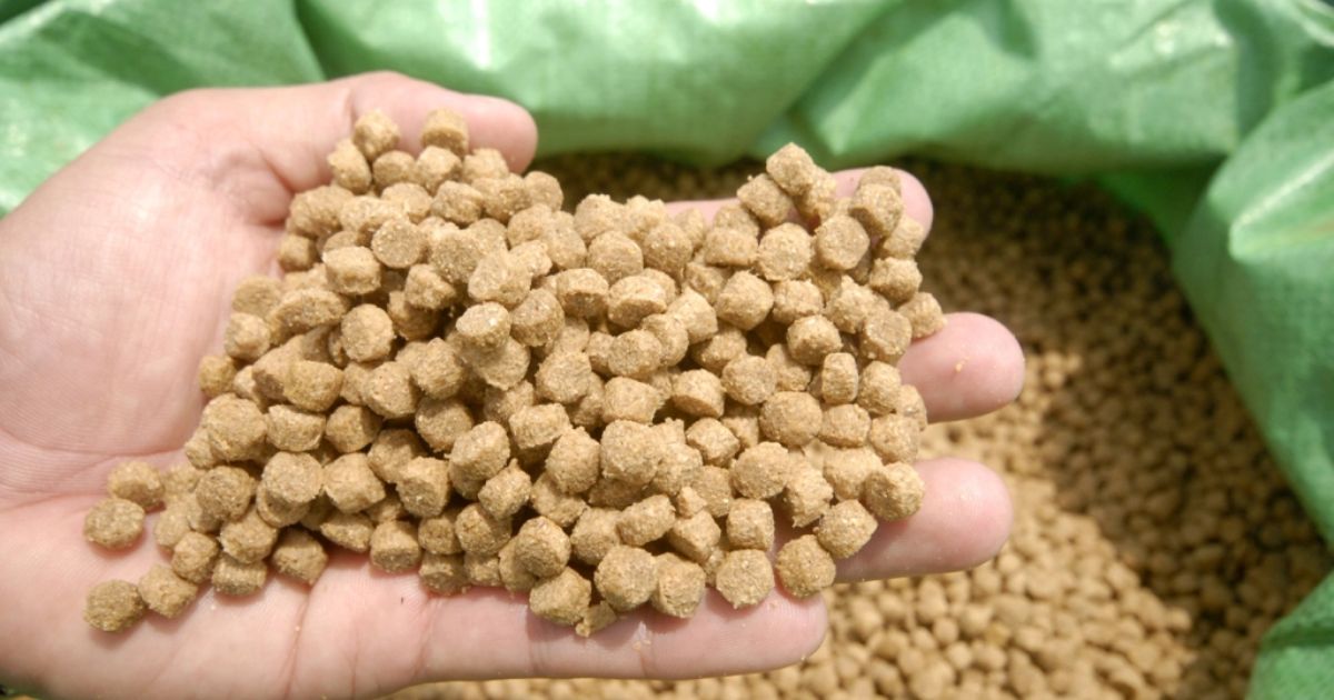 Types of industrial feeds for large fish